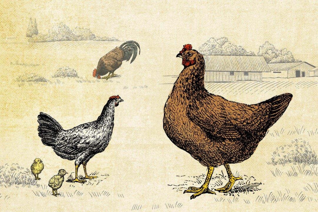 Decoding Egg Labels: From Cage-Free to Pasture-Raised