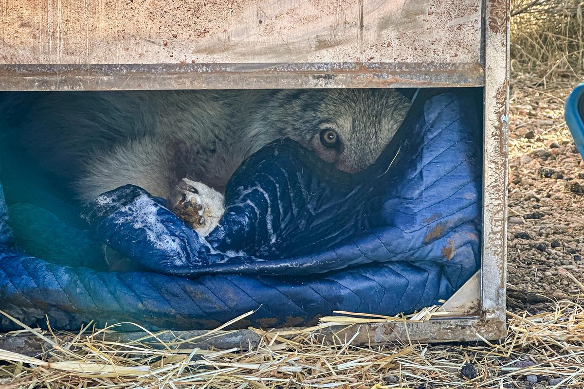 California Launches Wolf Mapping System in Wake of Attacks on Cattle