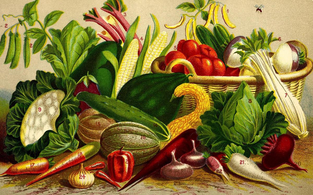 An 1878 illustration from a garden seed catalog. (Public Domain)