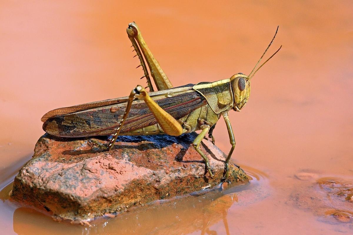 A garden locust sits on a rock. (<a href="https://commons.wikimedia.org/wiki/User:Charlesjsharp">Charles J. Sharp</a>/<a href="https://creativecommons.org/licenses/by-sa/4.0/deed.en">CC BY-SA 4.0</a>)