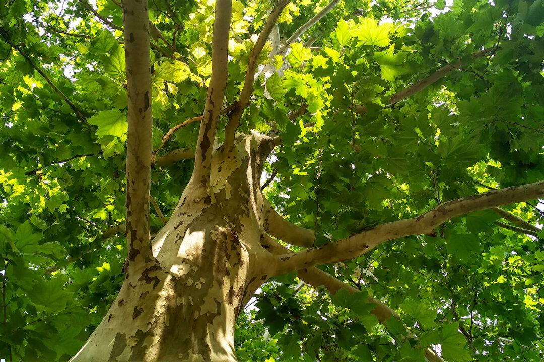 Sycamore and Pin Oak Tree Problems