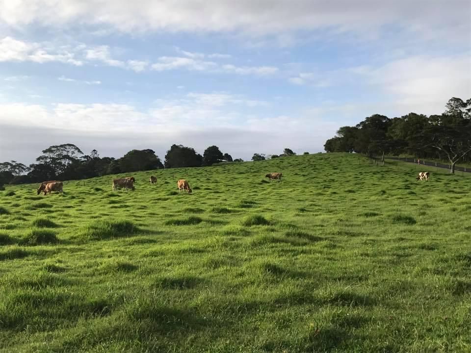 The beautiful town of Maleny, located in Queensland's Sunshine Coast Hinterland. (Courtesy of Crystal-Rose Jones)