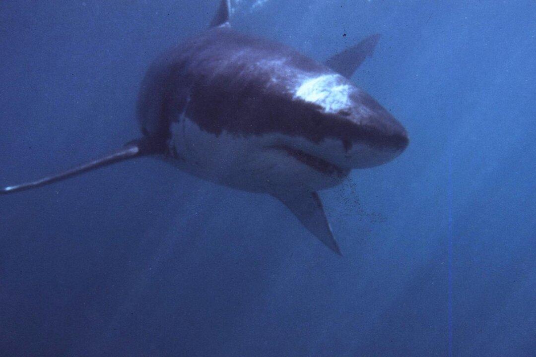 Documentary Takes Deep Dive Into Making of ‘Jaws’ to Celebrate Film’s 50th Anniversary