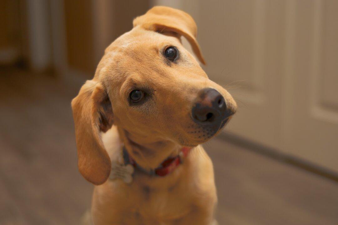 Head Tilting More Common Among Smart Dogs