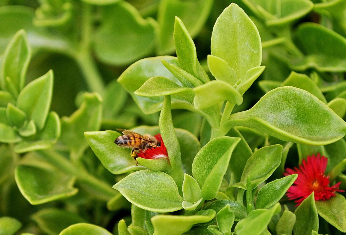 Native bees are mostly self-sufficient once they find a suitable environment to thrive in. (Christopher Welsch Leveroni/Pexels)