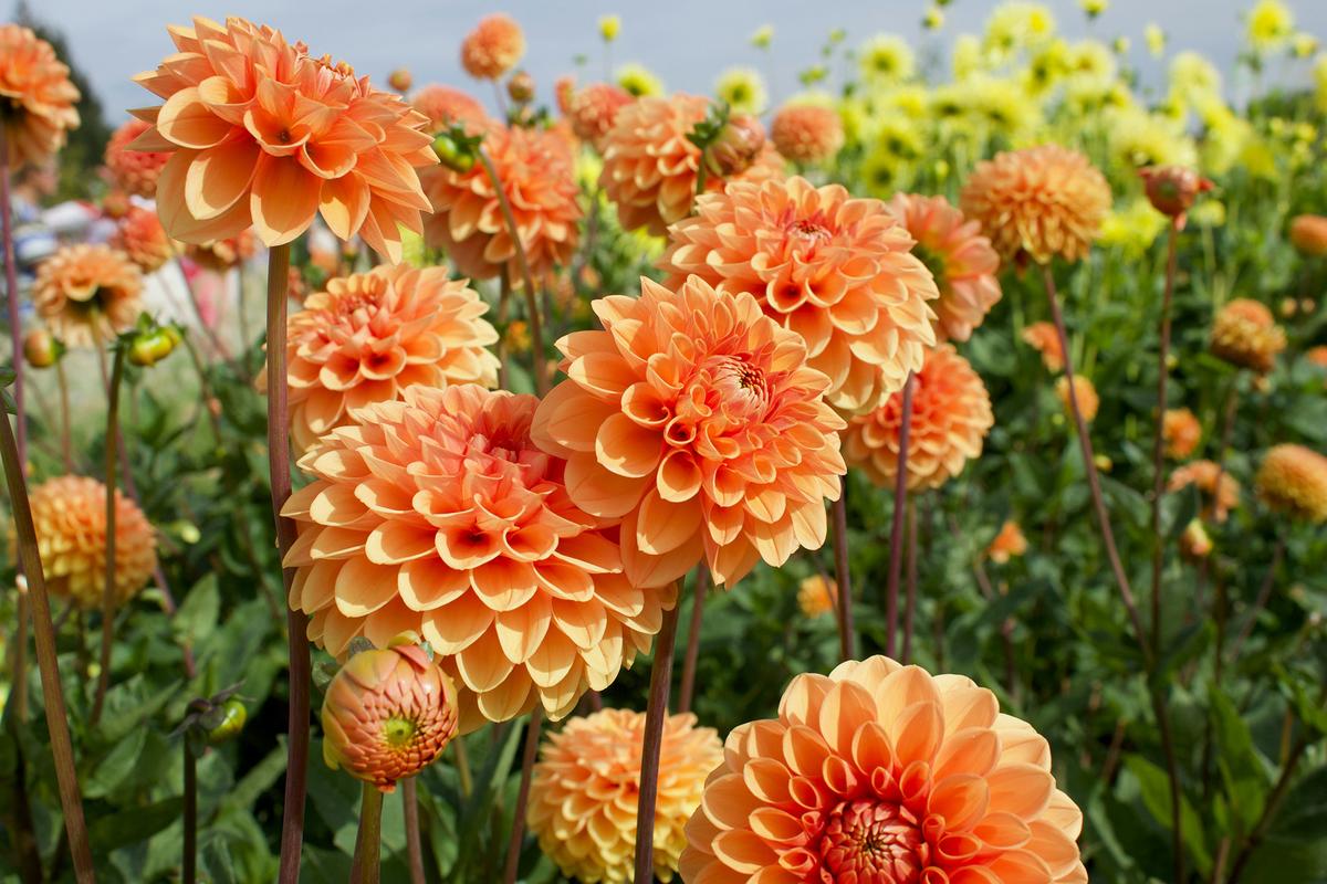 The first step in inviting pollinators to the garden is to plant plenty of pollinating flowers in a variety of colors. (Timo C. Dinger/Unsplash)