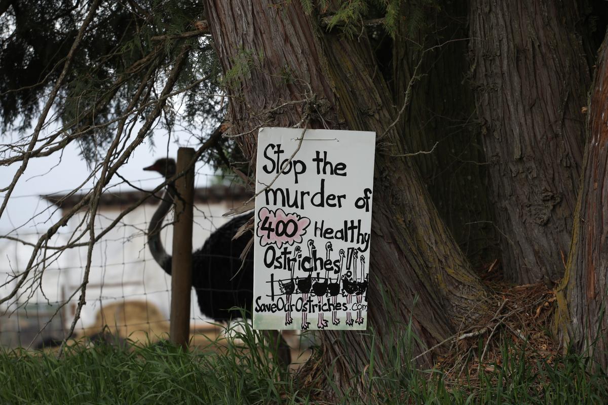 Ostriches at BC Farm Have Version of Avian Flu Not Seen Elsewhere in Canada: CFIA