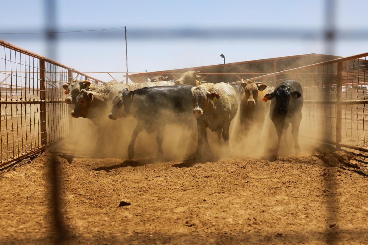 Texas, Mexico Team Up to Halt Screwworm Spread