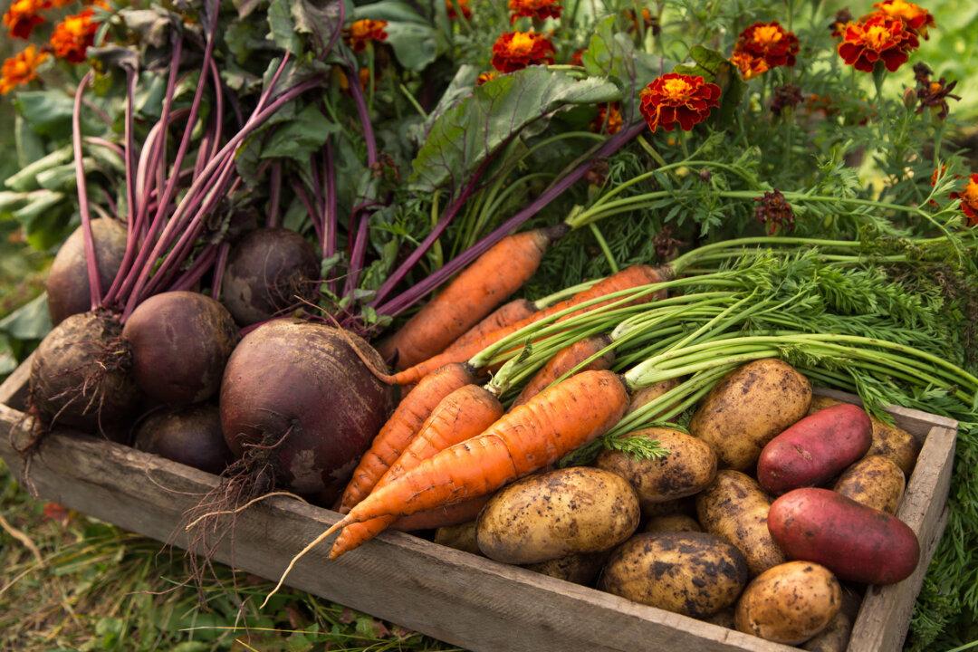 Are Hybrid Seeds Really Worth It? Debunking Common Myths Related to Your Garden