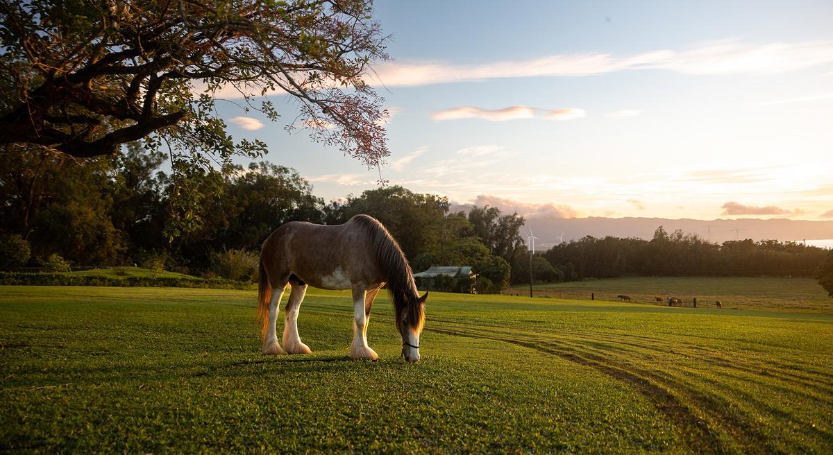 Horses have an exceptional ability to communicate with humans. (Nikita M production/Shutterstock)