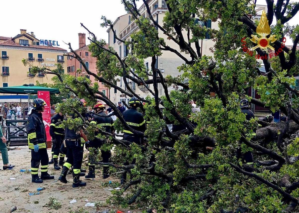 Falling Tree in Venice Injures a Dozen People, Including Foreign Tourists