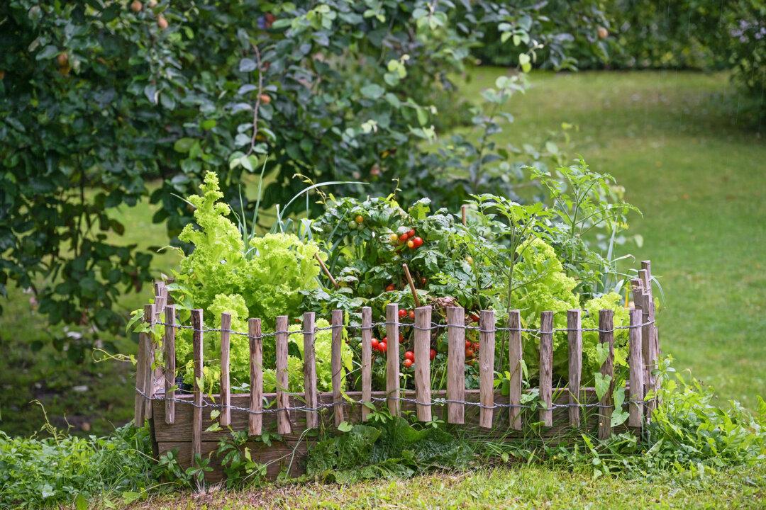 Hungry Neighbors: How to Critter-Proof the Garden
