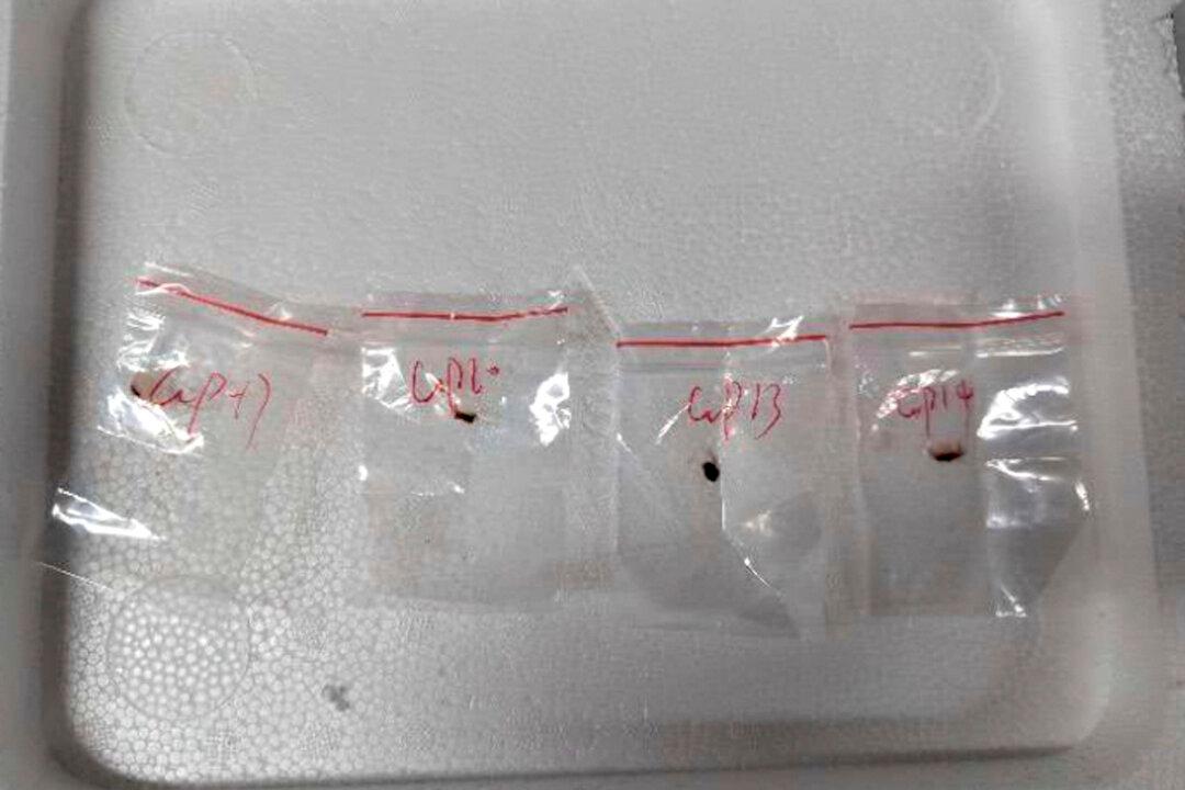 US Charges 2 Chinese Nationals With Smuggling Crop-Killing Fungus, Visa Fraud
