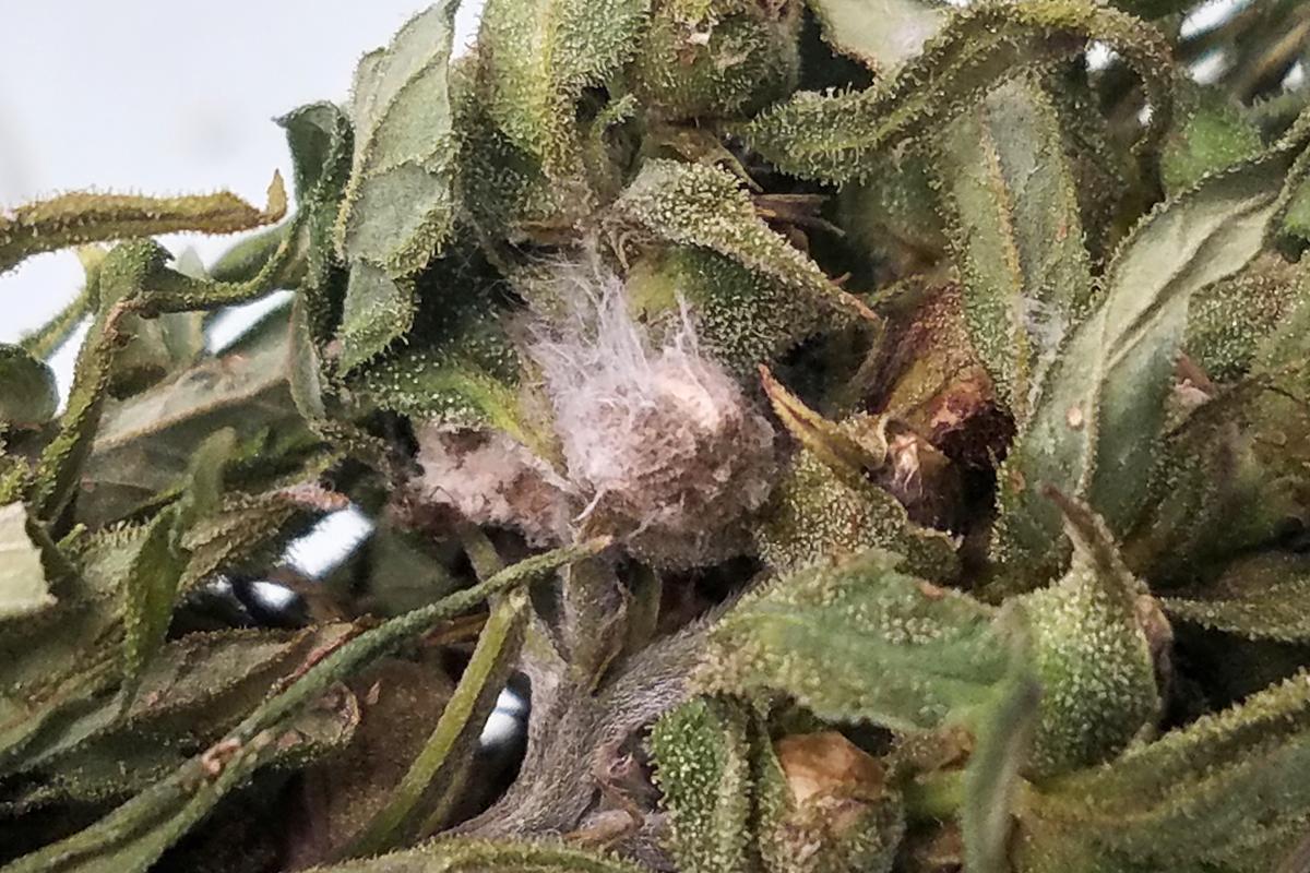 Chinese Nationals Accused of Pathogen Smuggling Spark National Security Concerns Over CCP Infiltration