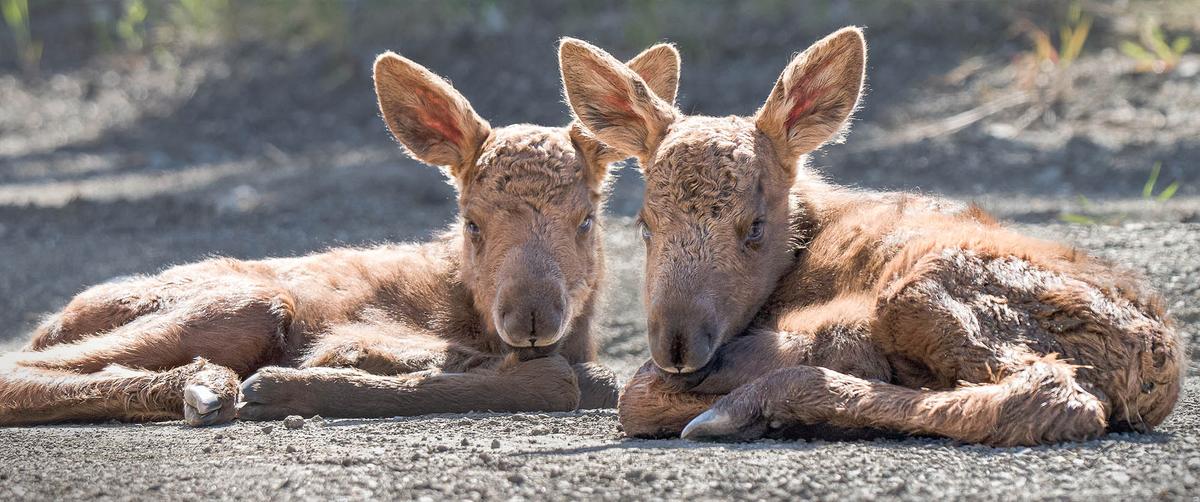 Two of the newborn moose triplets. (Courtesy of Amy Bragg)