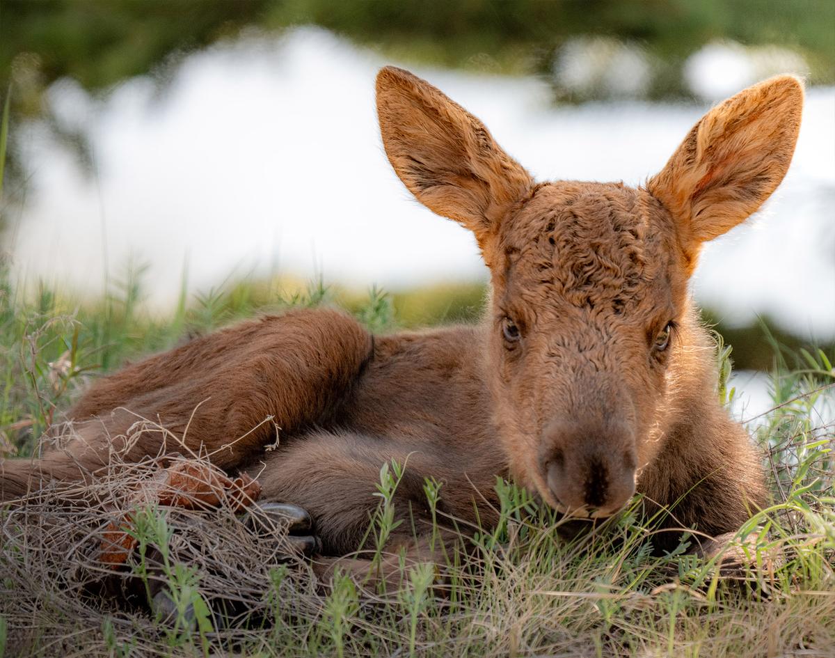 A cloose-up of one of the triplet calves. (Courtesy of Amy Bragg)