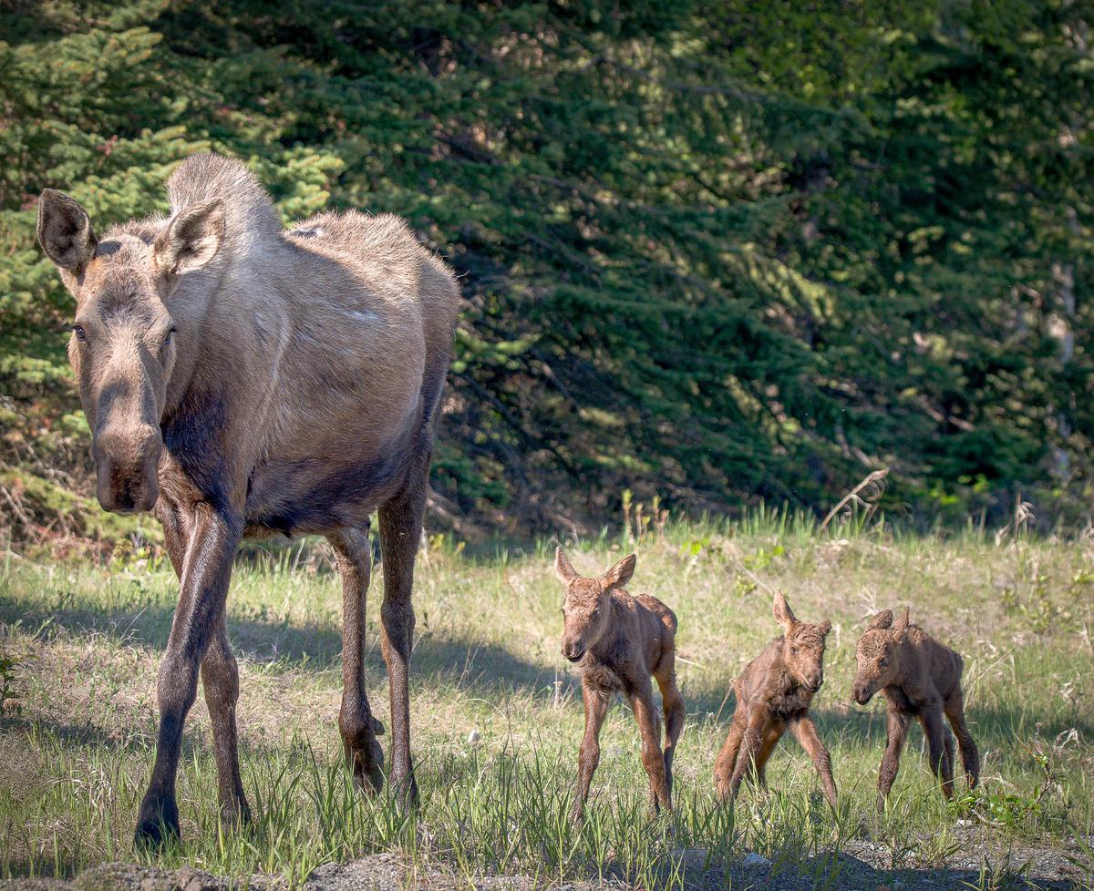Amy Bragg captured closeup shots of the moose triplets with their mother, who gave birth hours earlier. (Courtesy of Amy Bragg)