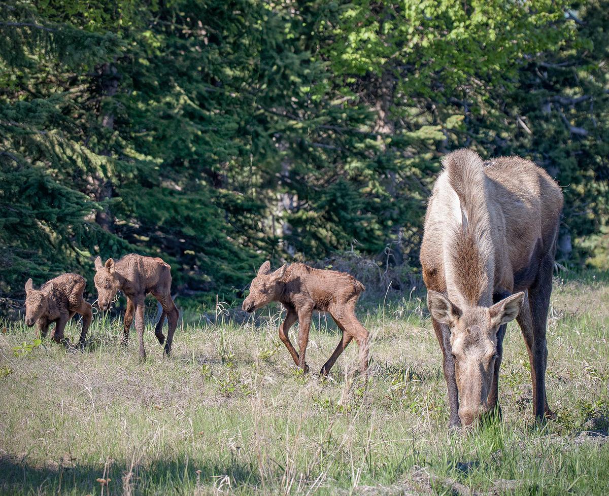 The moose family Amy Bragg photographed late last month. (Courtesy of Amy Bragg)