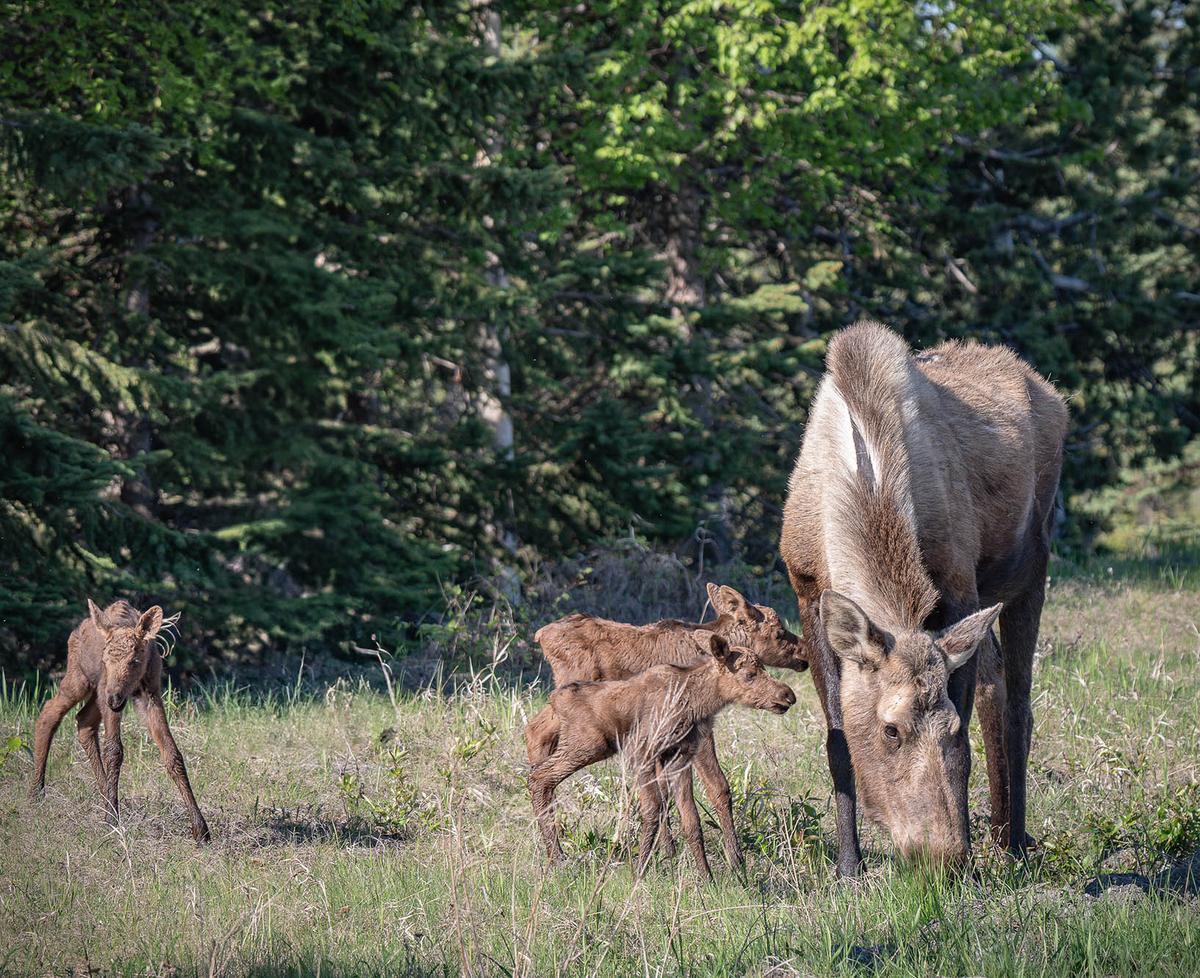 The moose triplets trying to nurse in a green space in Anchorage, Alaska. (Courtesy of Amy Bragg)