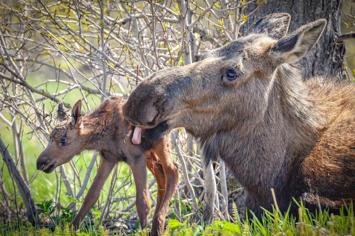 The moose mother grooming one of her newborn triplets. (Courtesy of Amy Bragg)