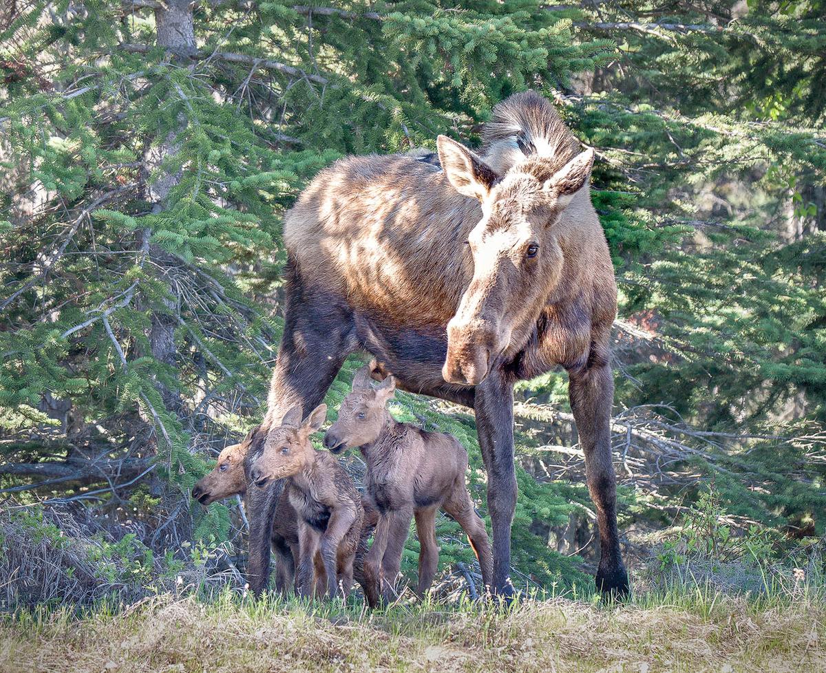 Moose triplets, said to occur once in 1,000 moose births, were sighted last month by Amy Bragg in Anchorage, Alaska. (Courtesy of Amy Bragg)