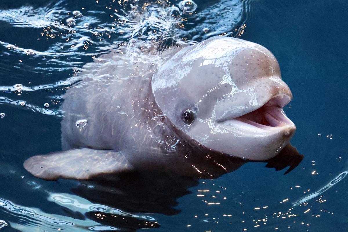 Best Aquariums in US for Families