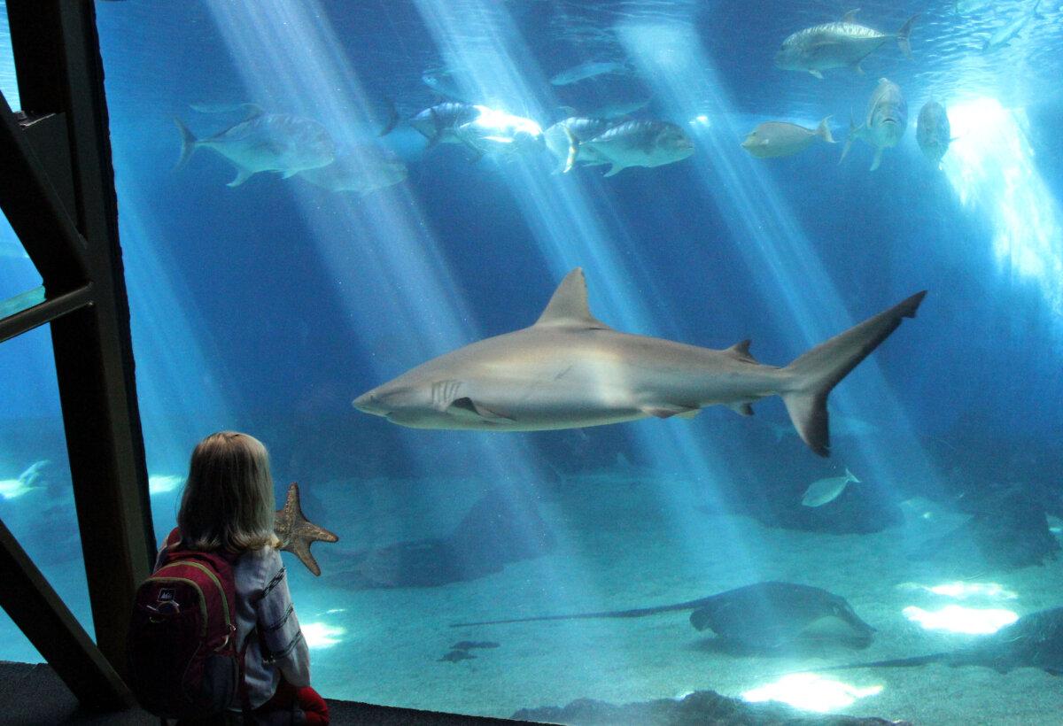Hawaii's Maui Ocean Center, one of the most popular attractions on the island, located at Wailuku. It has one of the world's largest collections of live Pacific corals and features marine animals found only in Hawaii. (Barry Sweet/ZUMA Press Wire/TNS)