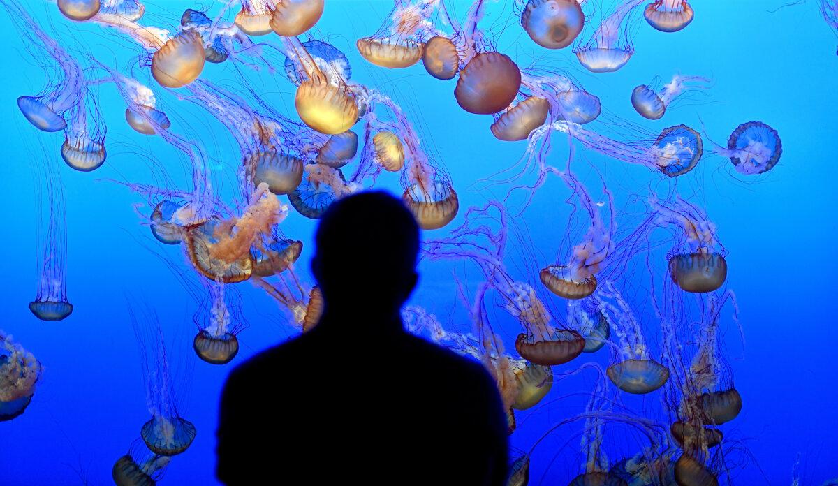 A visitor watches the sea nettle jellyfish at the Monterey Bay Aquarium in Monterey, California, on May 30, 2023. (Doug Duran/Bay Area News Group/TNS)