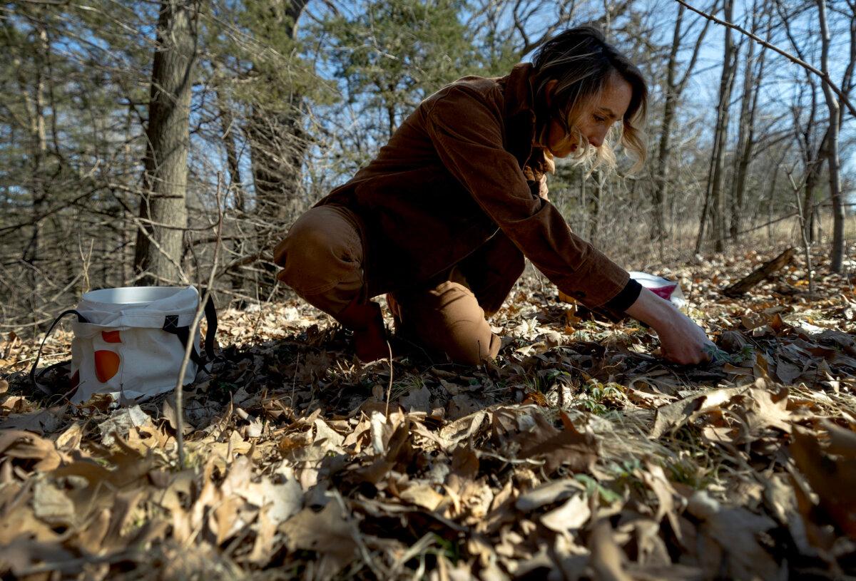Chef Karyn Tomlinson cuts Virginia waterleaf while foraging in Nyquist's field near in Cokato, Minnesota, on Saturday, April 19, 2025. (Carlos Gonzalez/The Minnesota Star Tribune/TNS)