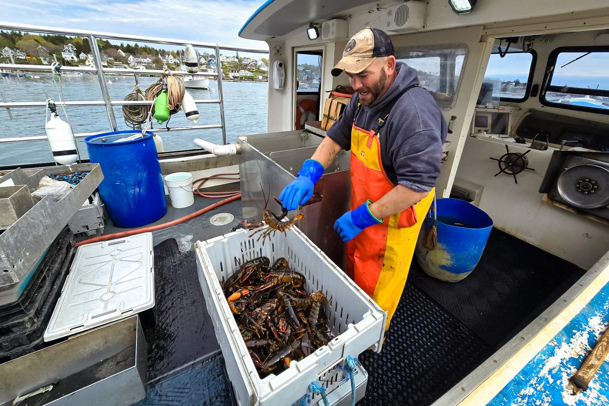 Why Fishermen Are Catching Fewer Lobsters in Maine