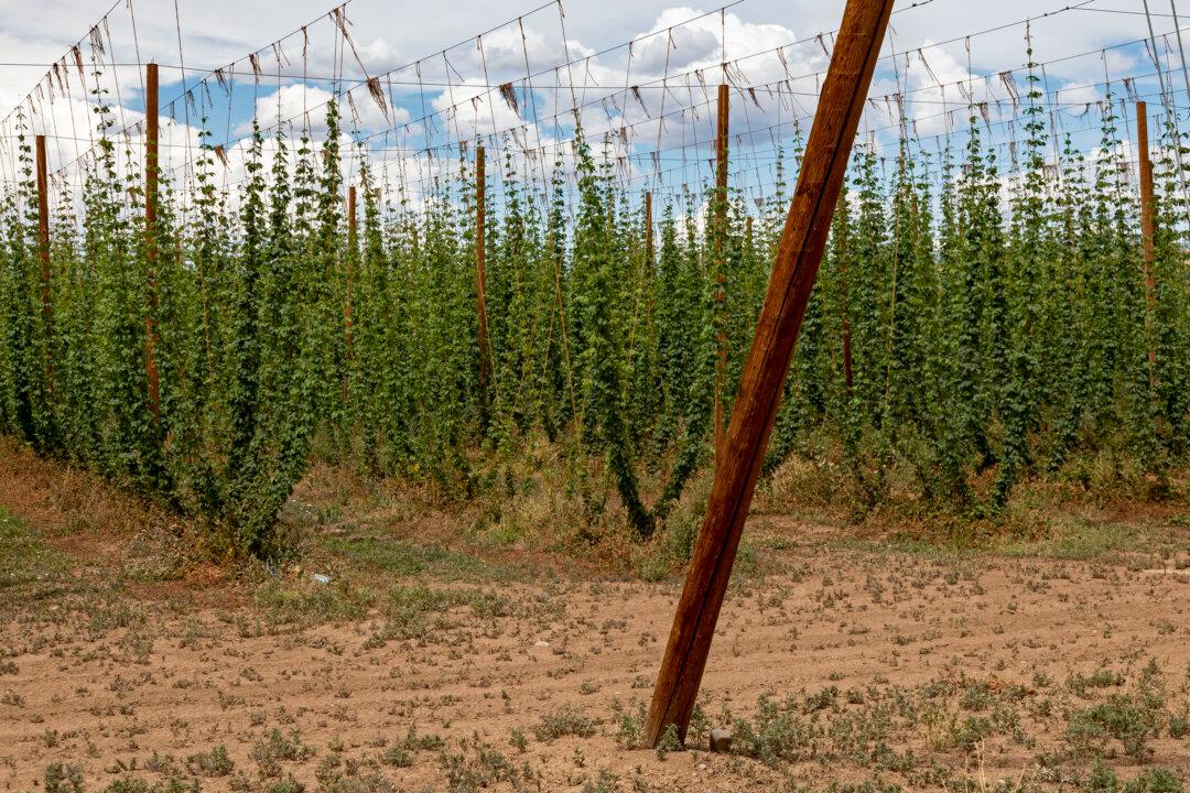 Camp at a Colorado Hop Farm This Summer, and Enjoy Beers Onsite