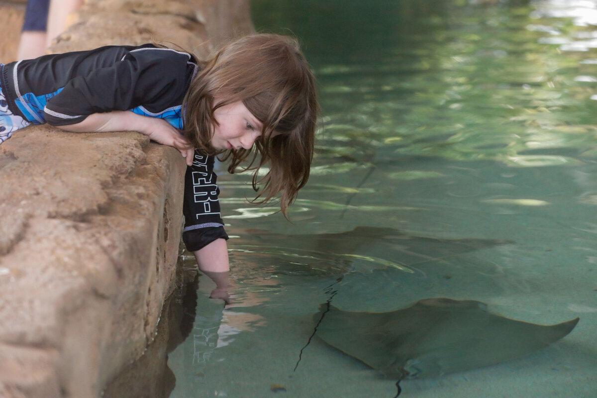 Dominic Driesse, 6, of St. Petersburg reaches out to pet a stingray at Stingray Shores at ZooTampa at Lowry Park on March 13, 2024. (Jefferee Woo/Tampa Bay Times/TNS)