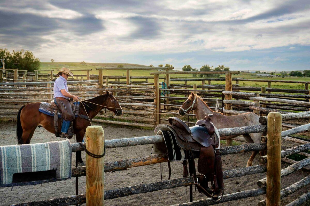 Jared Oldham, 34, coaxes Rocky with a rope in the corral. (Maria Coulson)