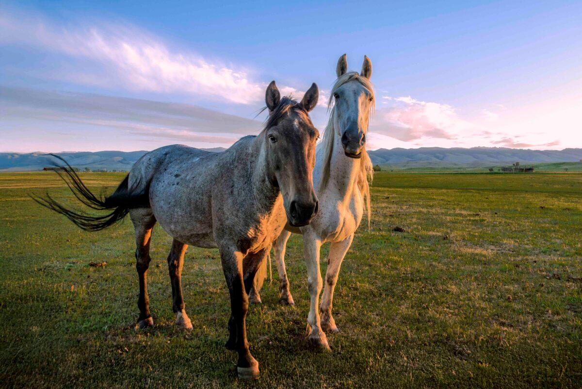 Two inquisitive mustangs. (Maria Coulson)