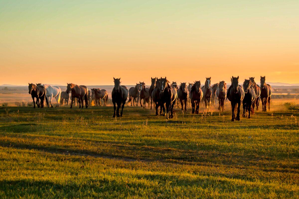 A band of mustangs on the move at sunrise. (Maria Coulson)