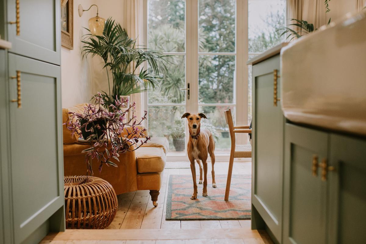 Make sure pets are removed from the site before showings, and be sure to put away any litter boxes. (Catherine Falls Commercial/Getty Images)