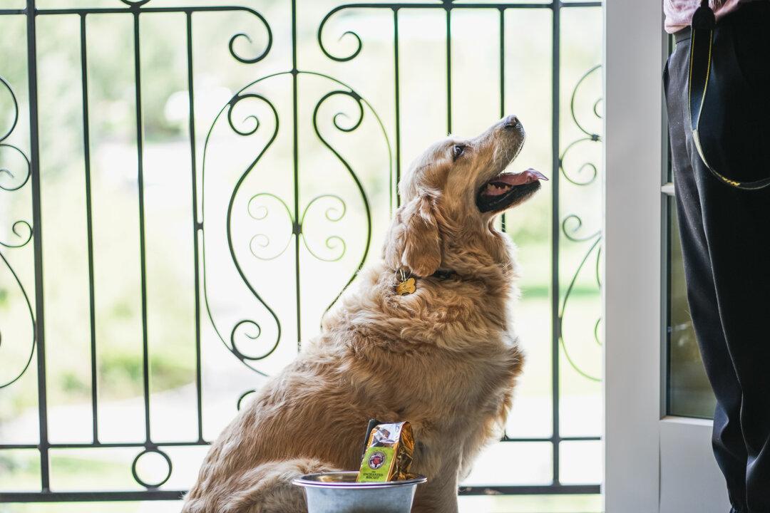 7 Pet-Friendly Colorado Hotels for Your Next Getaway or Roadtrip