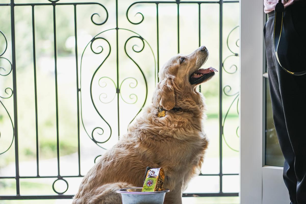 7 Pet-Friendly Colorado Hotels for Your Next Getaway or Roadtrip