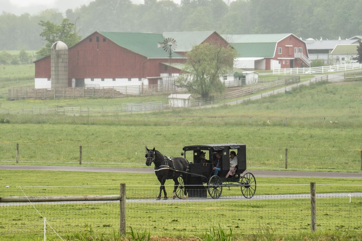 A buggy carrying tourists returns to Hershberger's Farm and Bakery in Millersburg, Ohio, on May 28, 2025. (Samira Bouaou/The Epoch Times)
