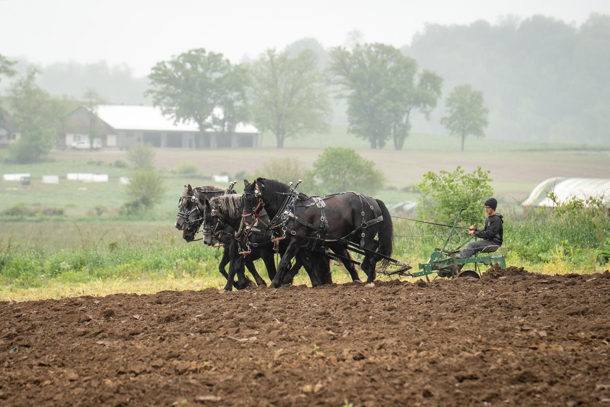 An Amish man plows a field in Millersburg, Ohio, on May 28, 2025. (Samira Bouaou/The Epoch Times)