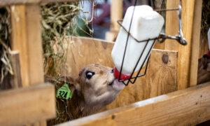 How $2,100 Newborn Calves Signal a Crisis in the Beef Supply