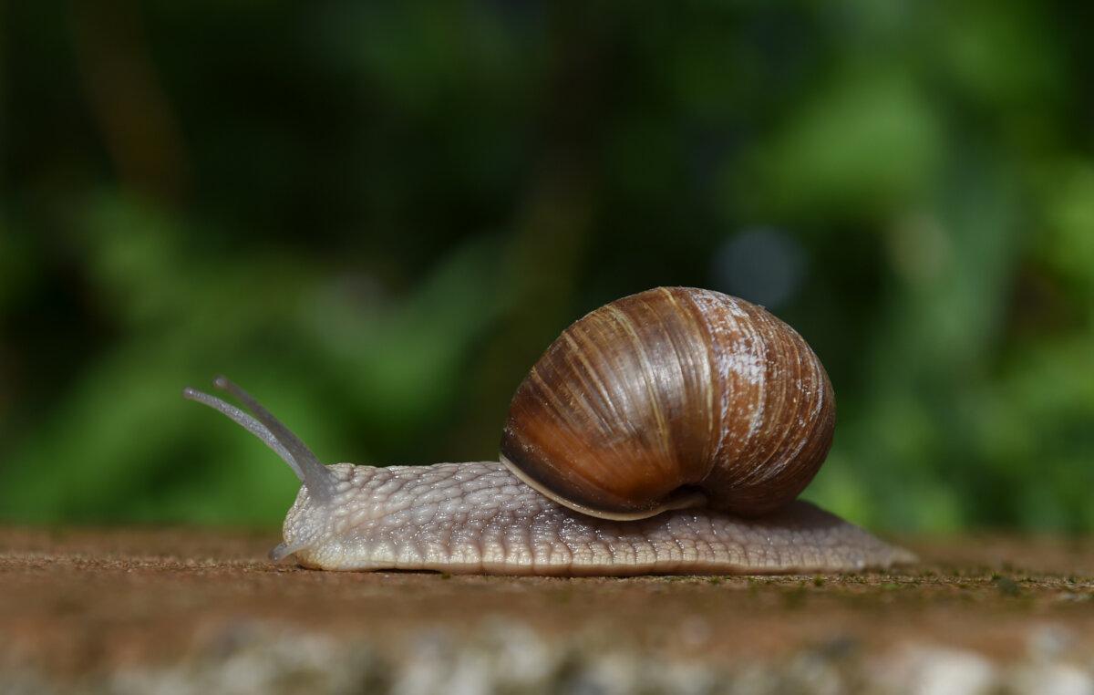 A snail in a garden near Zella-Mehlis, Germany, on May 25, 2018. (Christof Stache/AFP via Getty Images)