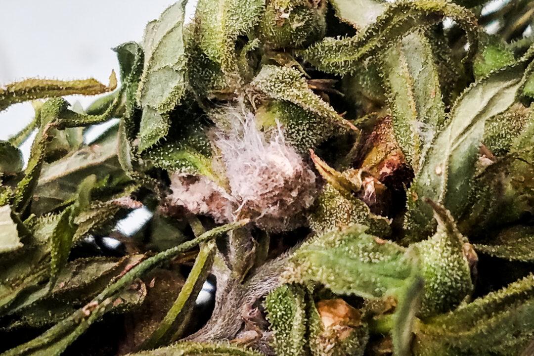 Lawyers Pursuing Plea Deal for Chinese Scientist Who Smuggled Biological Pathogen Into US