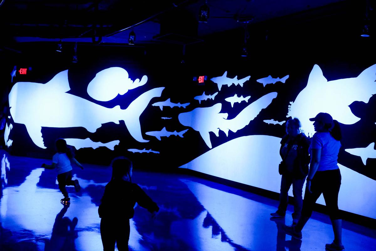 At Six Flags Discovery Kingdom, Meet the Dolphins, Lions, and Giraffes