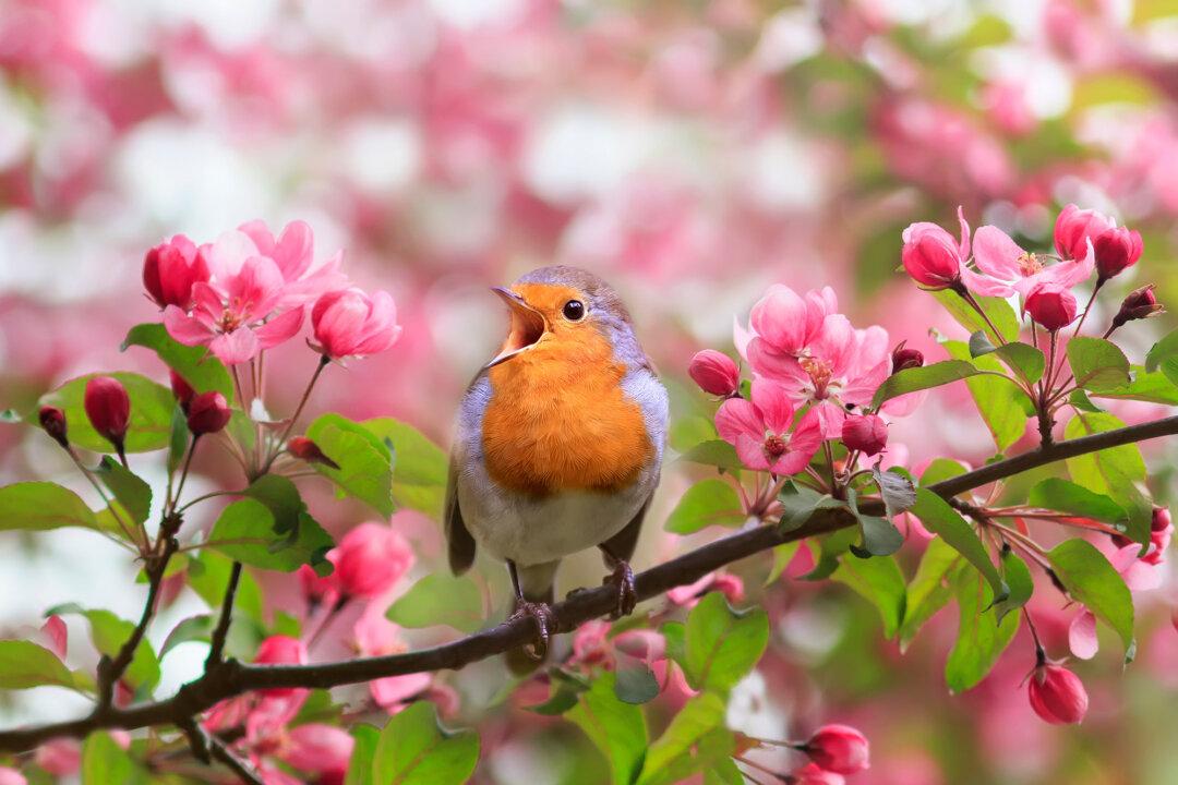 Feathered Friends: How to Attract Birds to the Garden