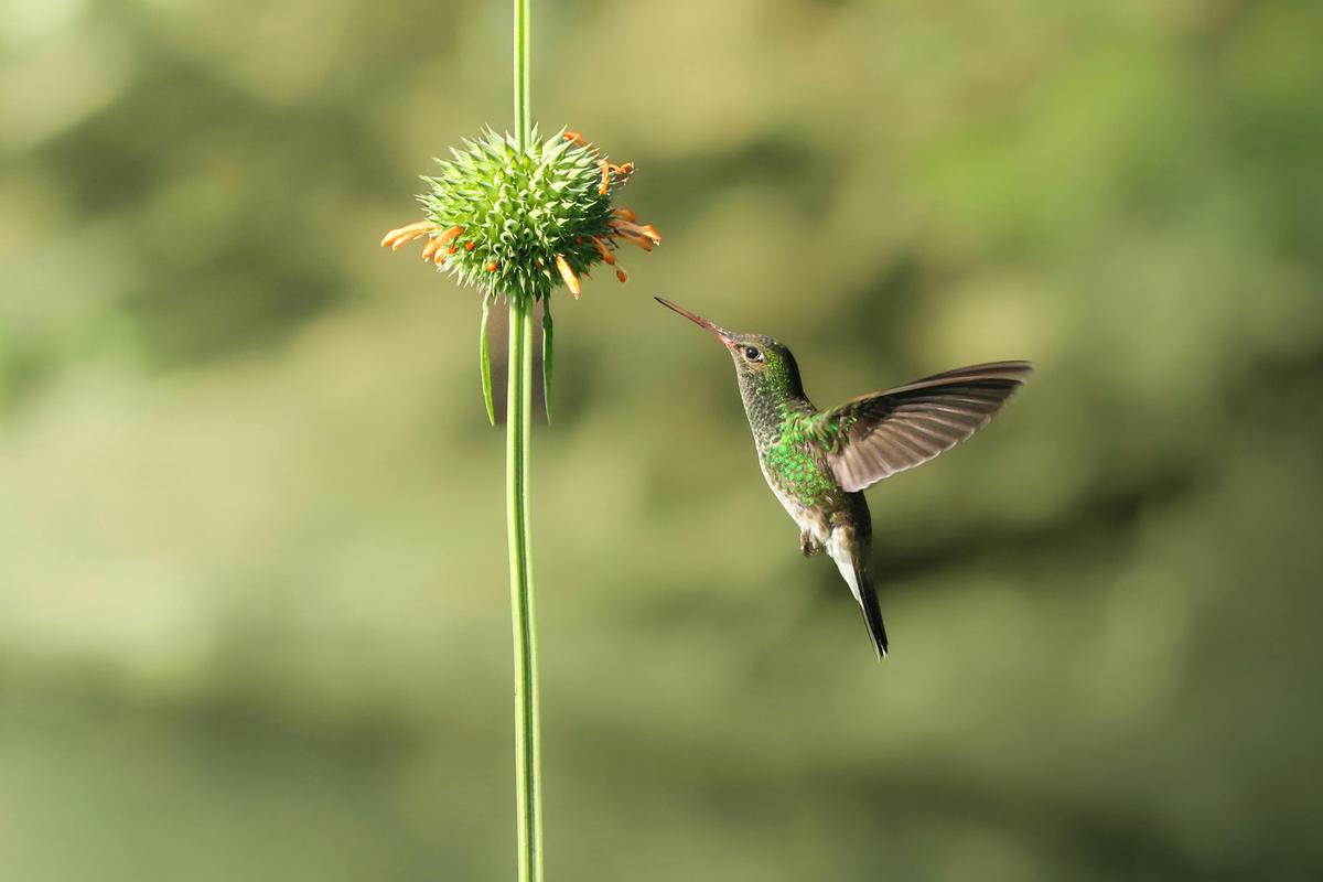 Hummingbirds, which are key pollinators, are drawn to flowers with nectar. (Carlinhos Cardoso/Pexels)