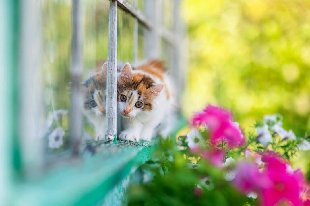 Undetectable Bat Bite Can Transmit Rabies