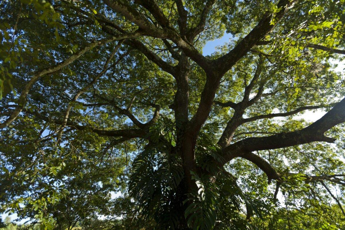 A copaiba tree, a native of the Amazon forest. (Courtesy of Janet Roark)