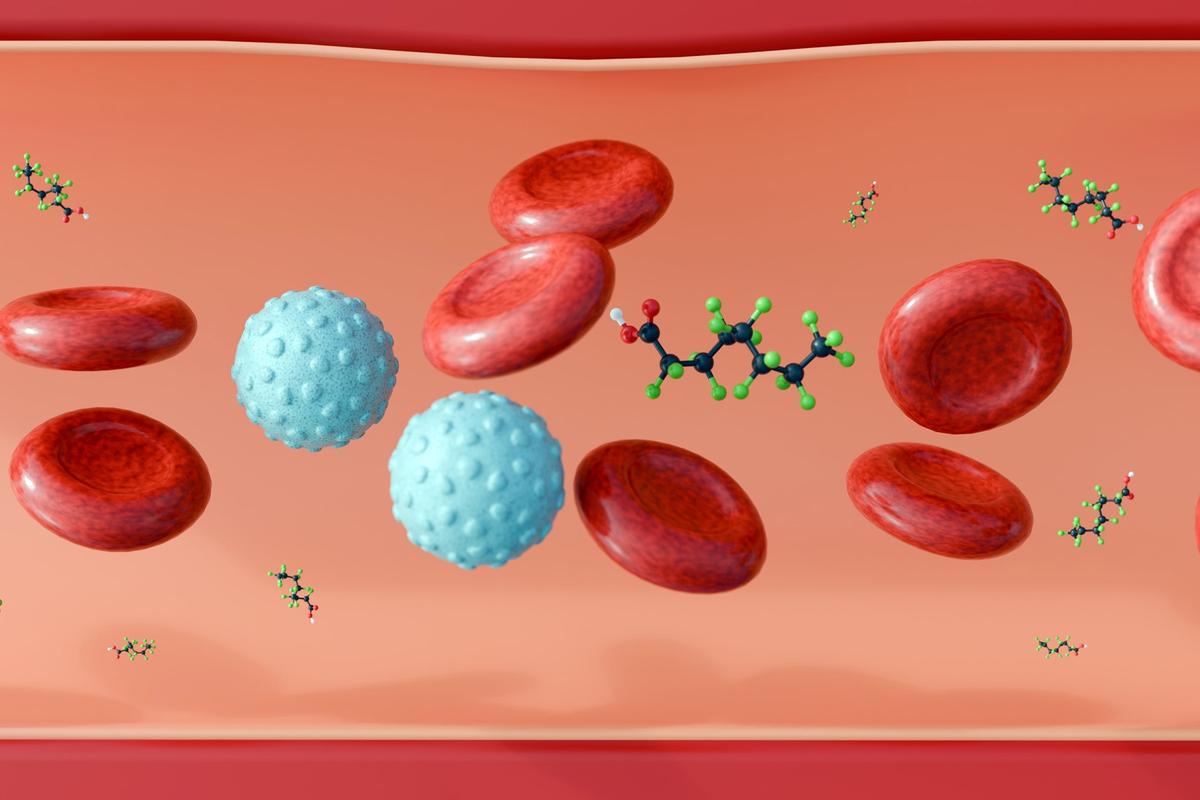 Prenatal Exposure to ‘Forever Chemicals’ Linked to Teen Hypertension