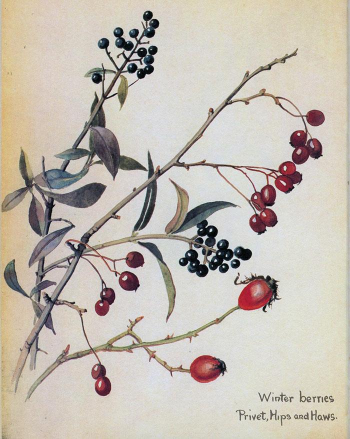 "Winter Berries: Privet, Hips, and Haws," 1906, by Edith Holden. (Public Domain)